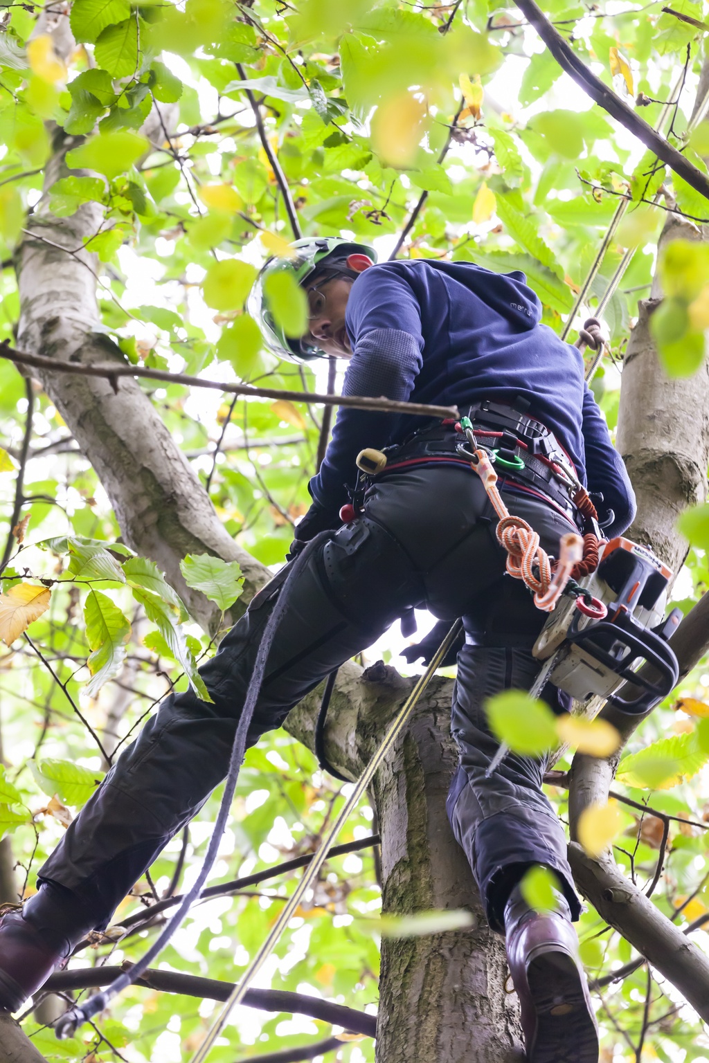 peters bomenservice, beek, zuid limburg, slider, bomen, klimmen