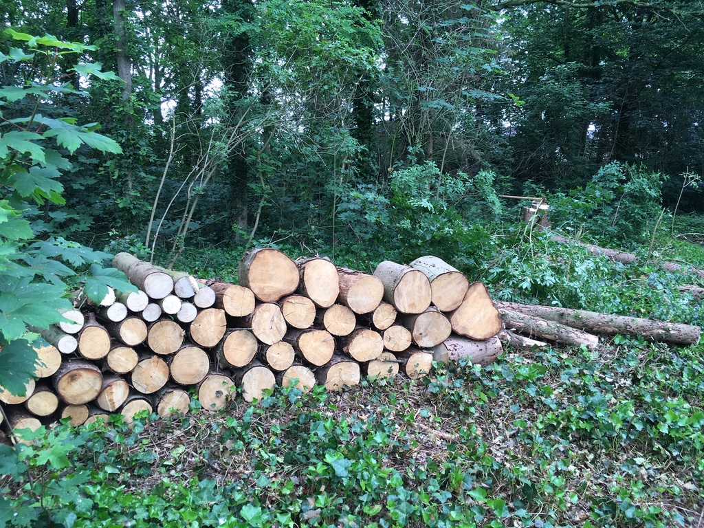 peters bomenservice, beek, zuid limburg, slider van boom kappen, omzagen