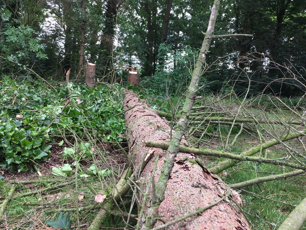 peters bomenservice, beek, zuid limburg, slider van boom kappen, omzagen