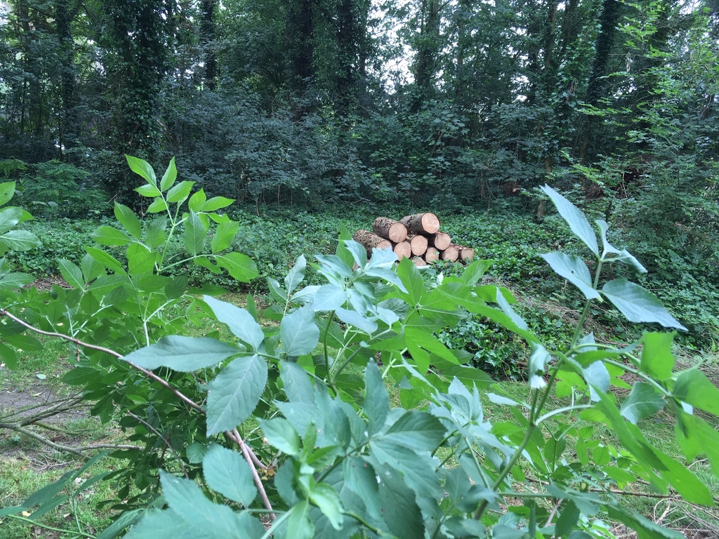 peters bomenservice, beek, zuid limburg, slider van boom kappen, omzagen