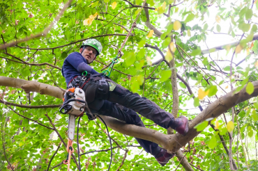 peters bomenservice, bomen rooien, kappen, omzagen, beek zuid limburg,