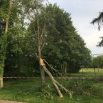 snoeien boom, plakoksel, peters bomenservice, beek, zuid Limburg, westelijke mijnstreek