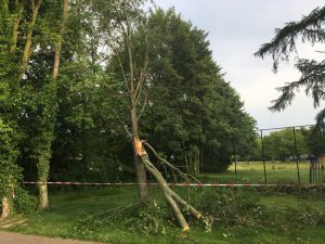 snoeien boom, plakoksel, peters bomenservice, beek, zuid Limburg, westelijke mijnstreek