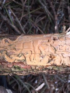 zieke bomen, Stefan Peters, zagen, kappen, Zuid Limburg, Beek, Stein, Sittard, Meerssen, Heerlen