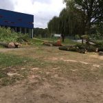 rooien van bomen, peters bomenservice, zuid limburg, gratis offerte