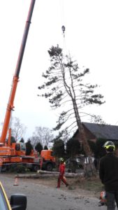 peters bomenservice, beek, zuid limburg, omzagen, hakken, kappen